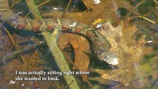 Ovenbird Watersnake Snapping Turtle Aquatic Insects amp Others at a Vernal Pool [upl. by Am817]