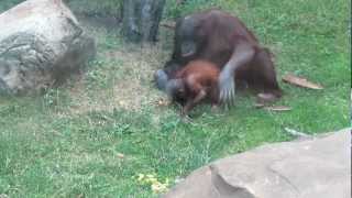 Орангутан Orangutan Moscow Zoo [upl. by Klump73]