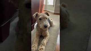 Lucy the Lakeland terrier just relaxing… dogs puppylife lakelandterrier terrier [upl. by Wycoff]