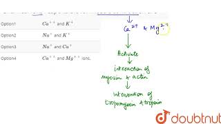 Chemical ions responsible for muscle contraction are [upl. by Essirehc]