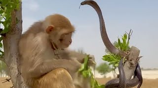 JaiMahakal is live Monkey dance with snacks [upl. by Ahsirk76]