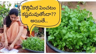 How to grow coriander at home successfullyకొత్తిమీరను సులువుగా పెంచడం ఎలాcorriander tips [upl. by Ahserkal]