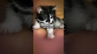 Meet Tinker Toy Worlds Smallest Cat cat [upl. by Anifesoj]