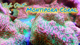 Montipora Coral Care in The SPS Reef Tank [upl. by Normandy]