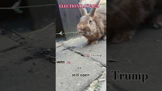 vote us election day 2024 Harris vs Trump Vote now🐇😉 [upl. by Marchese]