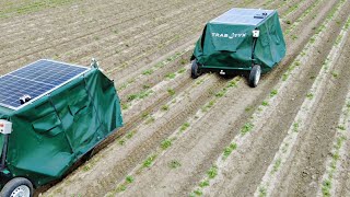 Trabotyx Weeding robot in carrots 🥕 [upl. by Max471]