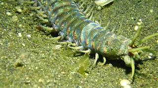 Bobbit Worm at Lembeh [upl. by Nyraa]