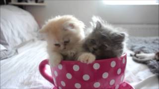 ♡ Kittens In A Teacup ♡ [upl. by Whitford]