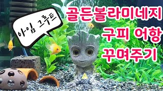 골든볼라미네지  구피 어항 만들어주기  golden ball ramirezi  guppy making a house [upl. by Irahs]