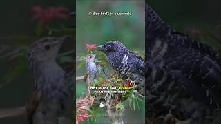 Common Cuckoo  Juvenile is throwing eggs of Reed Warbler out of nest  Review Bird Nest [upl. by Fulbright]