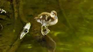 Duckling of the Mandarin Duck Aix galericulata  Küken der Mandarinente 1 [upl. by Mortimer]