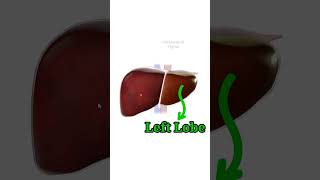 Liver lobes Hepatic Lobes Right Left Caudate Quadrate shorts medical liver anatomy [upl. by Nnylsaj]