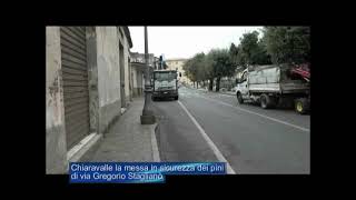 Chiaravalle messa in sicurezza dei pini in via Gregorio Staglianò [upl. by Cavil]