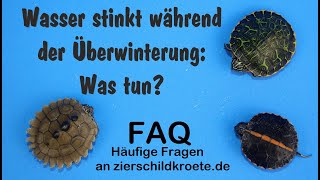 Hilfe das Wasser stinkt während der Überwinterung FAQ Wasserschildkröten [upl. by Viscardi]