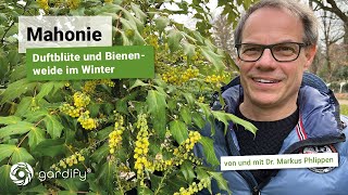 Mahonie Ein immergrüner duftender Winterstrauch für Hummeln Bienen und Gärtner geeignet als Hecke [upl. by Lauro]