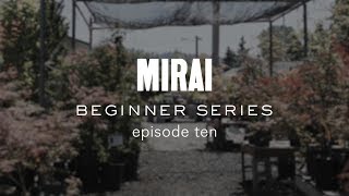 Bonsai Beginner Series  Watering [upl. by Norihs701]