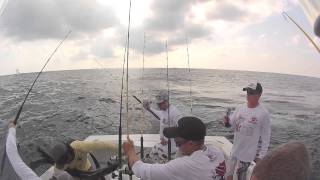 Sailfish Jumps in Boat [upl. by Kimitri413]