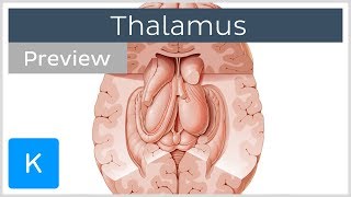 Thalamus Structure and function preview  Human Neuroanatomy  Kenhub [upl. by Nodnorb]