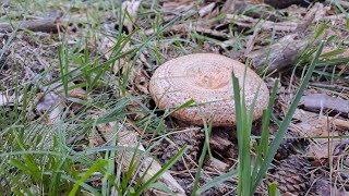 Primer Boletus Edulis Niscalos y Champiñones Septembrie 2024 2 [upl. by Asiled]