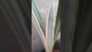 The beautiful Sansevieria metallica ‘Beauty Queen’ sansevieria snakeplant [upl. by Alesig316]