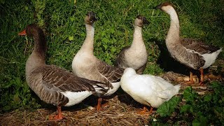 🦆 Cómo son los gansos africanos y chinos macho y hembra african geese y patos [upl. by Hendren]