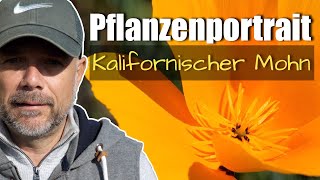 Pflanzenportrait  Kalifornischer Mohn [upl. by Kei777]