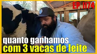 qual nossa renda com 3 vacas de leite [upl. by Haimorej]