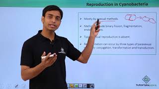 Class 11th – Cyanobacteria – Reproduction  Biological Classification  Tutorials Point [upl. by Jezebel]