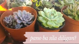 How to Water Your Succulents  Philippines [upl. by Sussna]