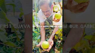 First guava harvest from our garden youtubeshorts trending viralvideo shortsviral gardening [upl. by Rowena]