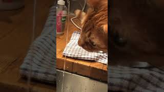 Drinking water ASMR 😂cat jonesysgarden [upl. by Mcnully763]