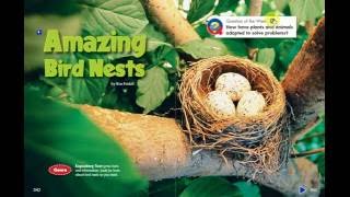 Amazing Birds Nests [upl. by Vogeley]