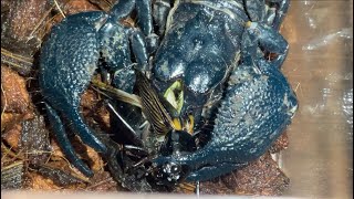 Emperor scorpion Pandinus dictator feeding black cricket [upl. by Eileek871]