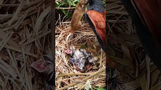 Greater coucal bird tries to bite a mouse in the nest2 [upl. by Gravante955]