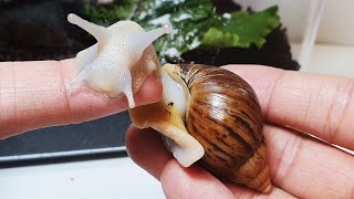 달팽이와 친구가 되는 과정 The process of making friends with snails [upl. by Bina]