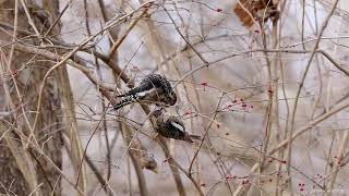 Yellow bellied sapsuckers [upl. by Kenton]