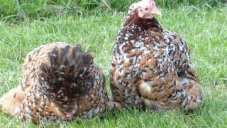 Millefleur Pekin Bantams [upl. by Lahcar382]