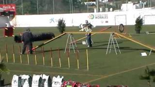 CAREA LEONES 14  Prueba de Agility Border Collie y Carea Leonés [upl. by Enaujed]