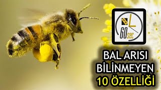 Arıların özellikleri Arı Çeşitleri Bal arıları özellikleri 10 dişi bal arısı arıcılık [upl. by Bab490]