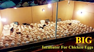 Incubator for Chicken Eggs  BIG Incubator For Hatching Eggs at Home  Egg Incubator  Birds Palace [upl. by Anerat]