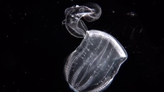 Swallowed Whole  a comb jelly preying on a comb jelly [upl. by Freyah]