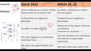 Gene vs Allele [upl. by Serene]