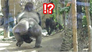 Run away Silverback vs little gorilla Kintaro ｜Momotaro family [upl. by Bartholomeus]