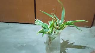 How to grow water OROTON plant 🌵 [upl. by Maleeny]