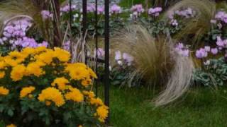 Chrysanthemum Festival Lahr Germany [upl. by Elleynad]