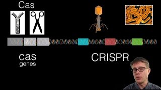 What is CRISPR [upl. by Eenttirb41]