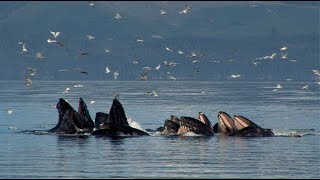 Humpback Whales lunge for food in Alaska [upl. by Nevada922]