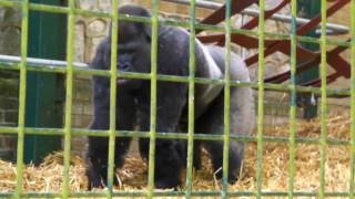 Silverback Western Lowland Gorilla Charge amp Beating Chest  Port Lympne  2010 Gorilla [upl. by Asabi]