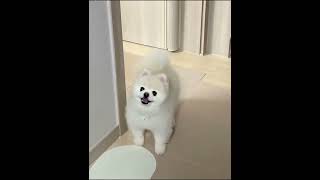 Mom hurry up and stop dawdlingquotPomeranian Pomeranianbaby sillypuppy cutedog20241002 [upl. by Blunk]