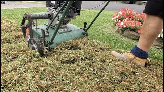 Can you scarify  dethatch a Sir Walter Buffalo  St Augustine lawn [upl. by Erwin]